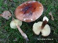 Tricholoma fulvum-amf1855